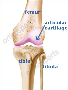 Knee ukr